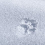 Spuren von Tieren im Schnee