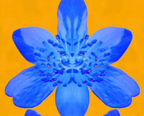 Blüte Blau gespiegelt vor Gelb