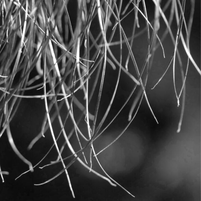 Schwarz-Weiss Detail-Foto von wilden dünnen Gräsern