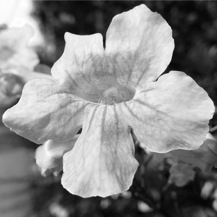 Schwarz-Weiss Foto einer eleganten hellen Blüte