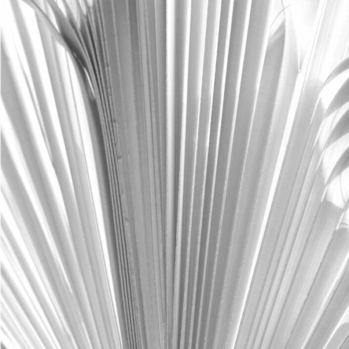 Schwarz-Weiss Detail-Foto eines Palmblatts