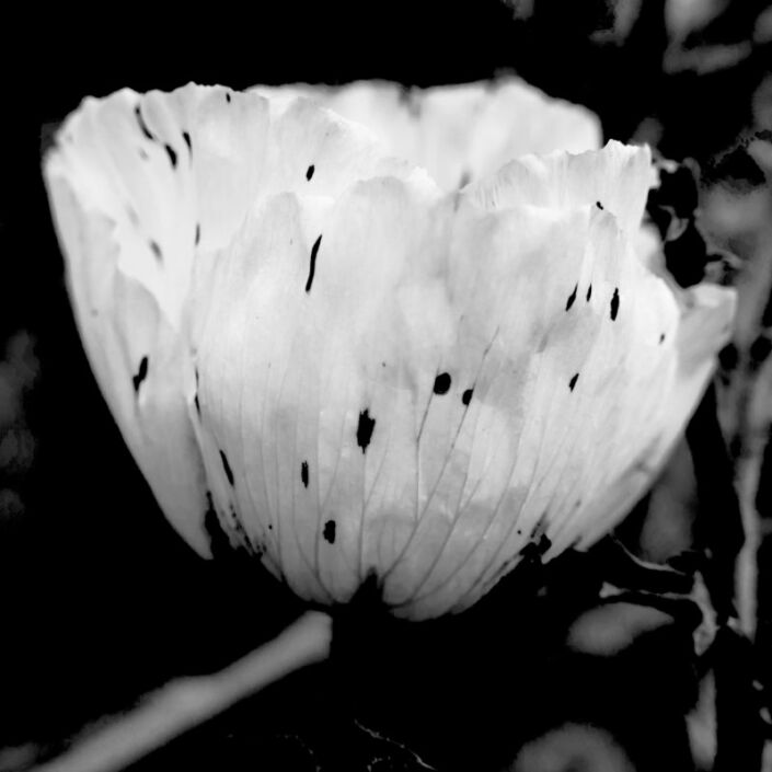 Schwarz-Weiss Foto einer filigranen, hellen gesprenkelten Blüte